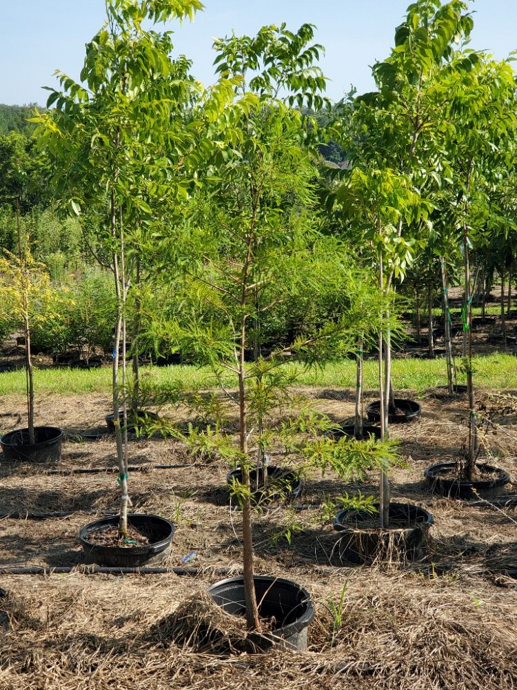 taxodium-distichum-bald-cypress