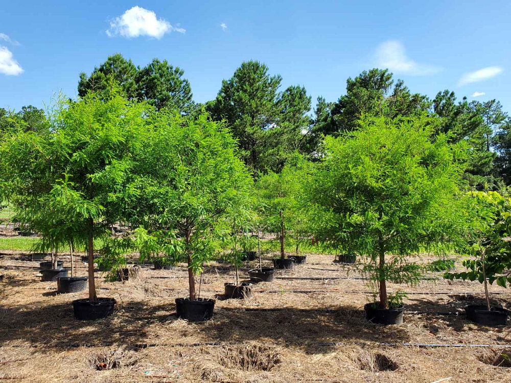 taxodium-distichum-bald-cypress