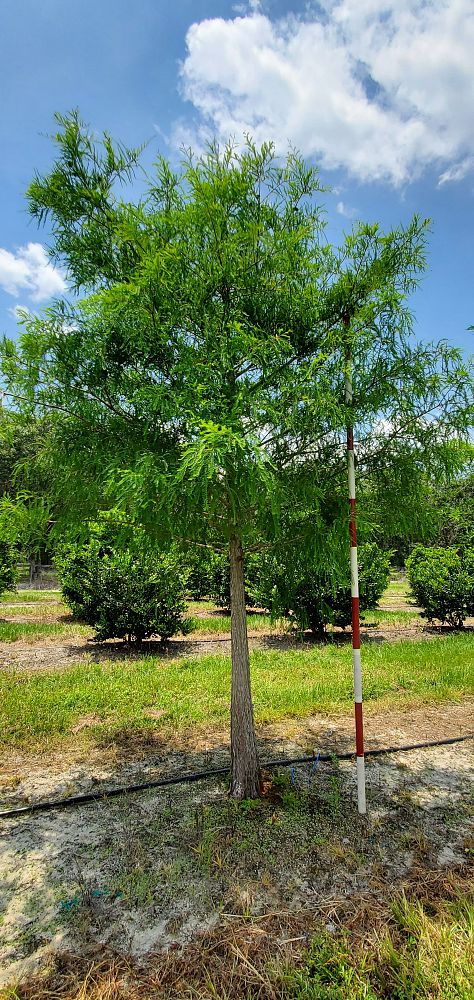 taxodium-distichum-bald-cypress