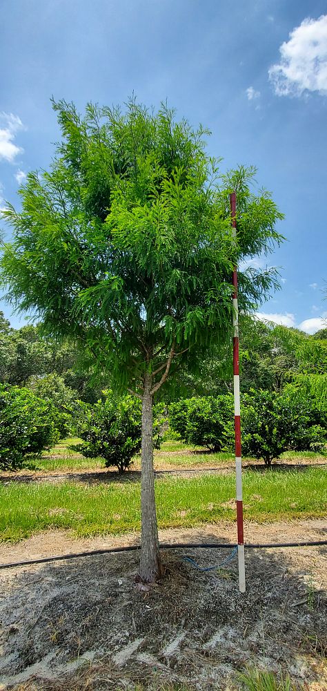 taxodium-distichum-bald-cypress