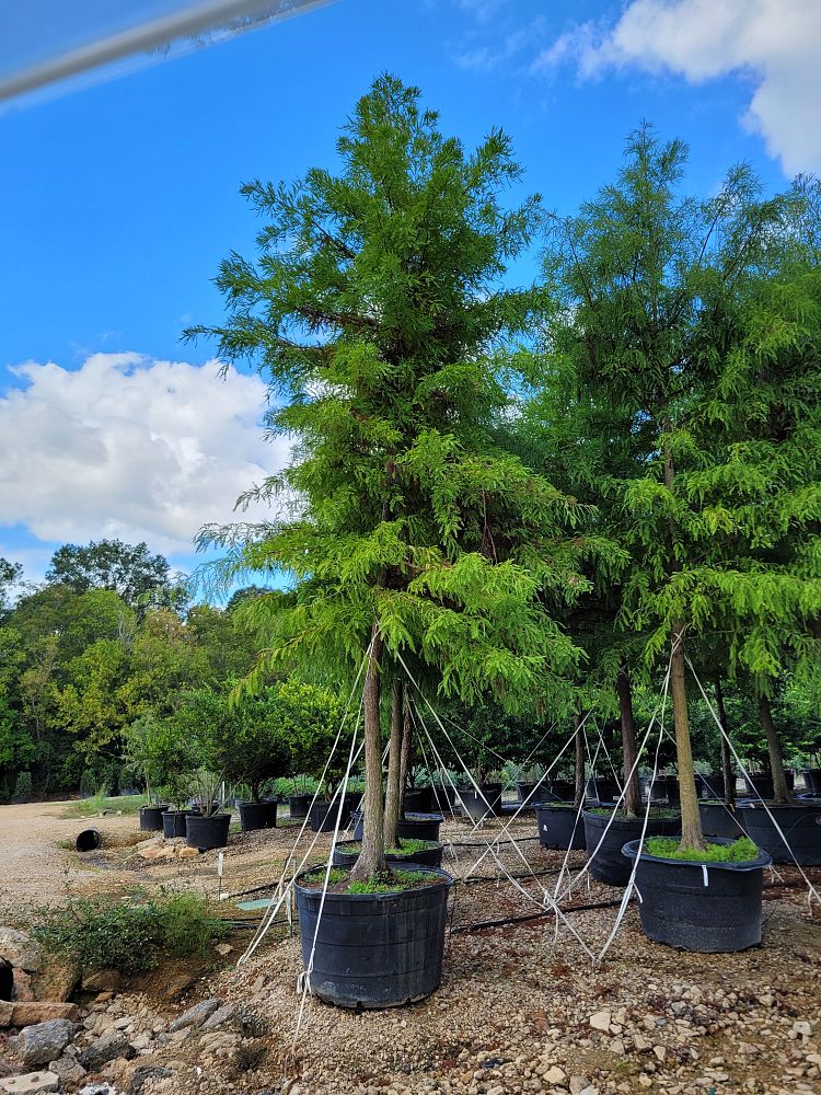 taxodium-distichum-bald-cypress
