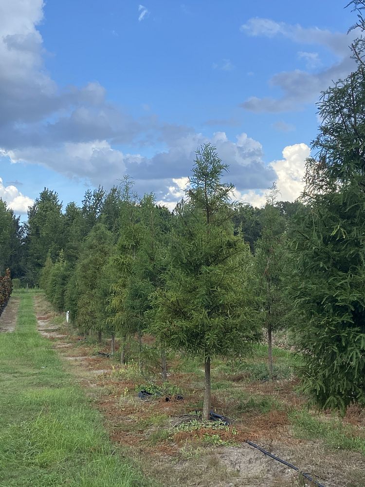 taxodium-distichum-bald-cypress