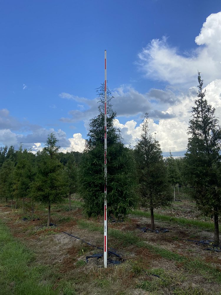 taxodium-distichum-bald-cypress