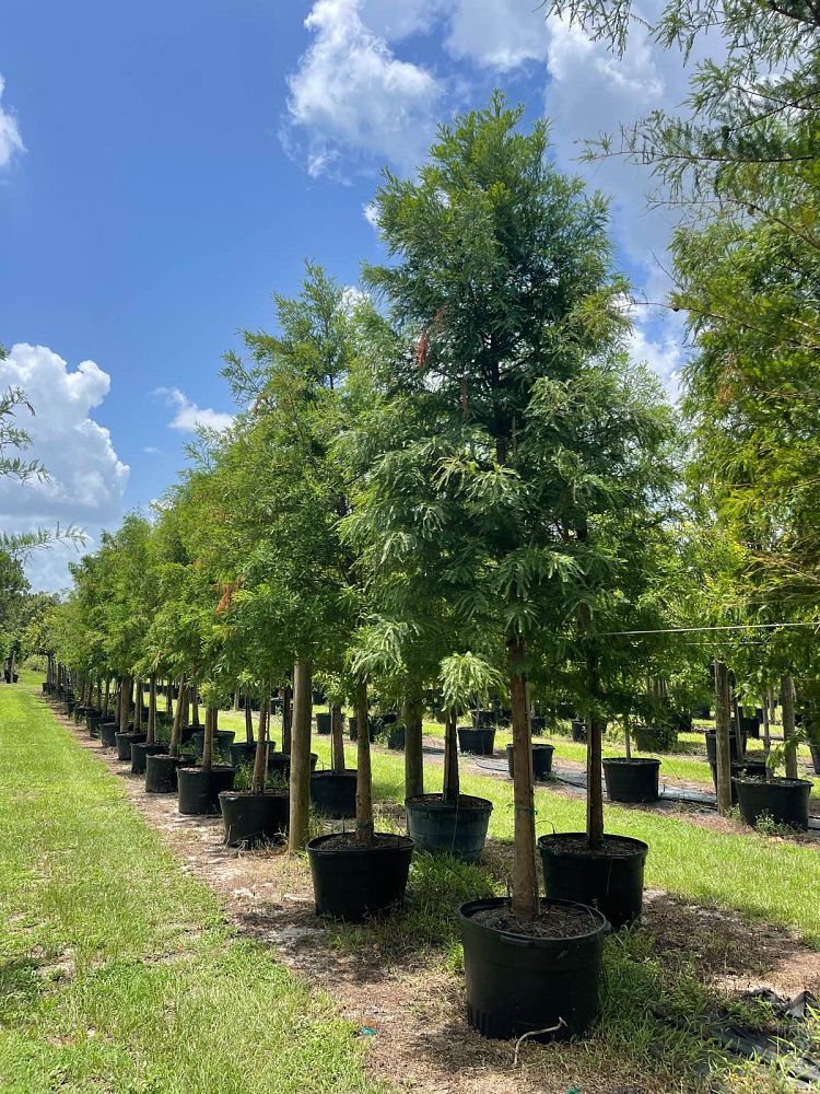 taxodium-distichum-bald-cypress