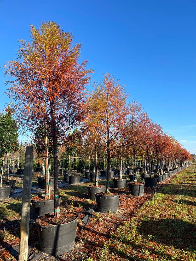 taxodium-distichum-bald-cypress