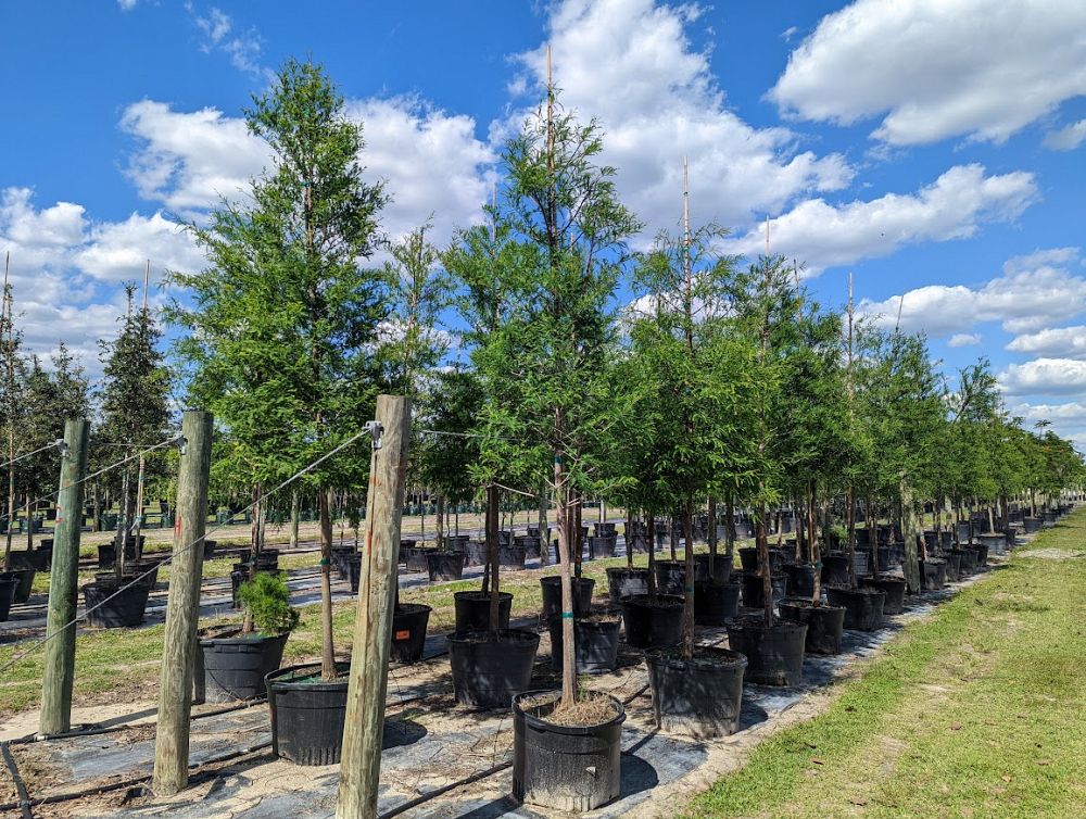 taxodium-distichum-bald-cypress