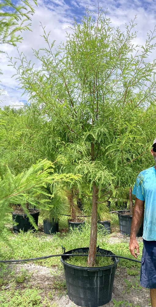 taxodium-distichum-bald-cypress