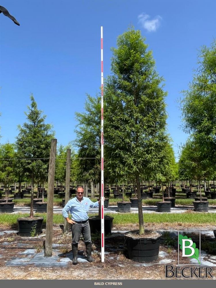 taxodium-distichum-bald-cypress