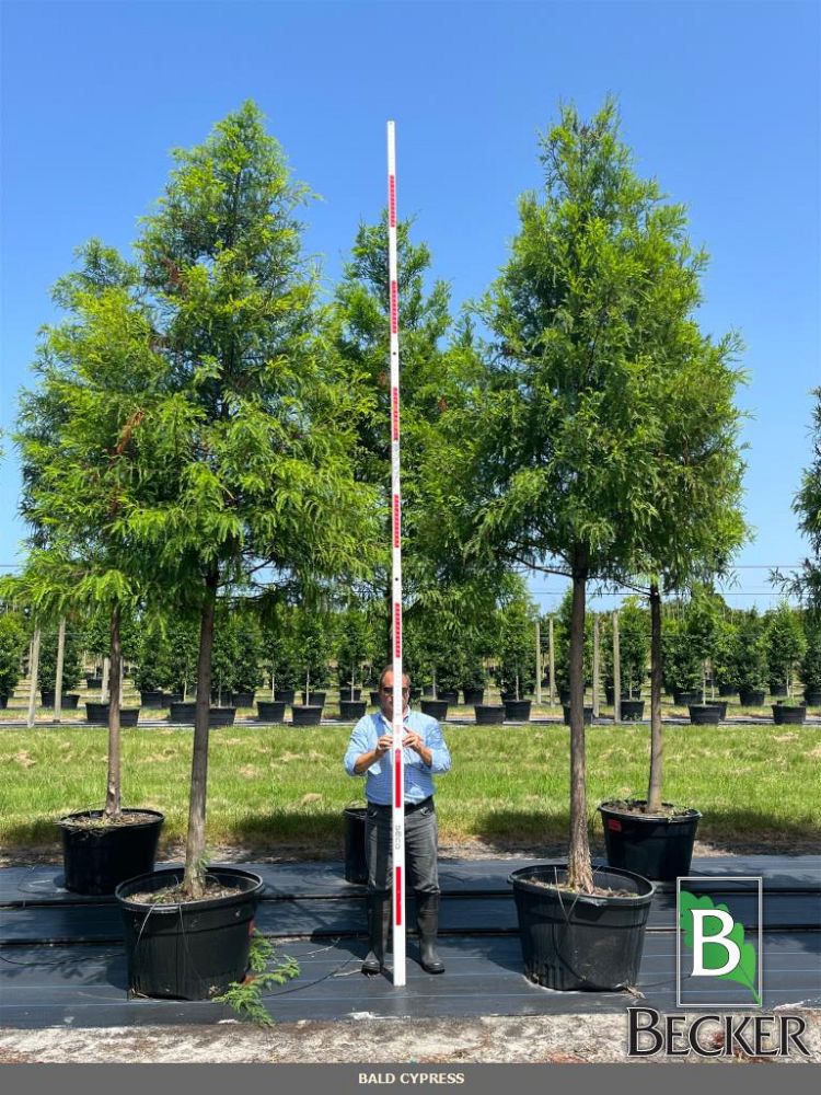 taxodium-distichum-bald-cypress