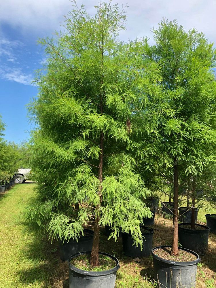 taxodium-distichum-bald-cypress