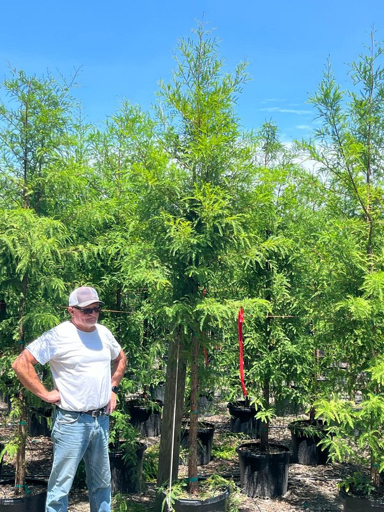 taxodium-distichum-bald-cypress