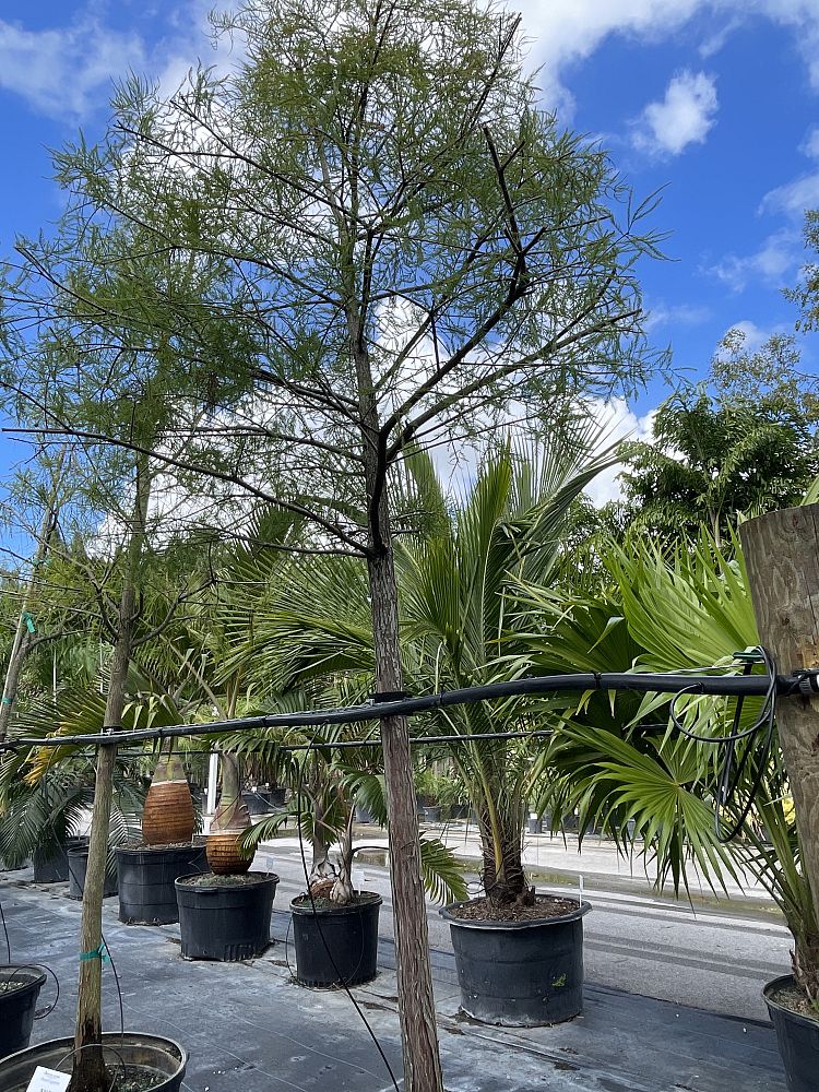taxodium-distichum-bald-cypress