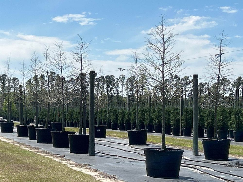 taxodium-distichum-bald-cypress