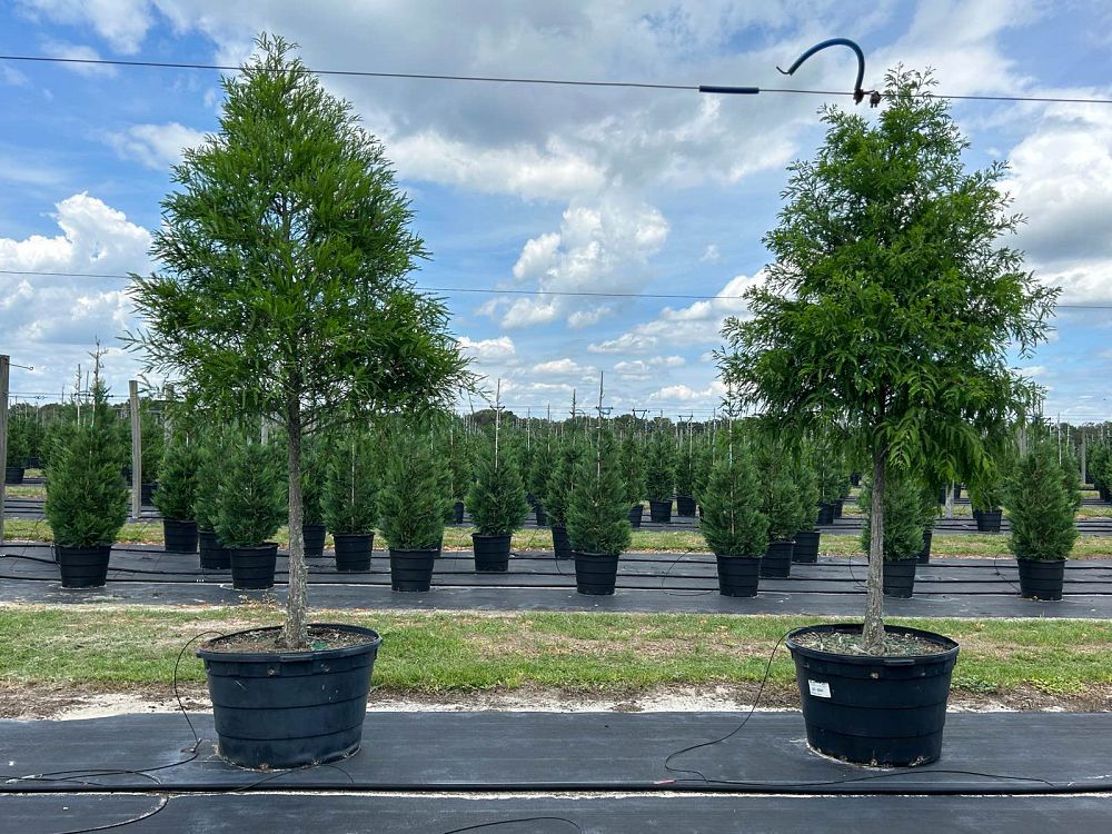 taxodium-distichum-bald-cypress