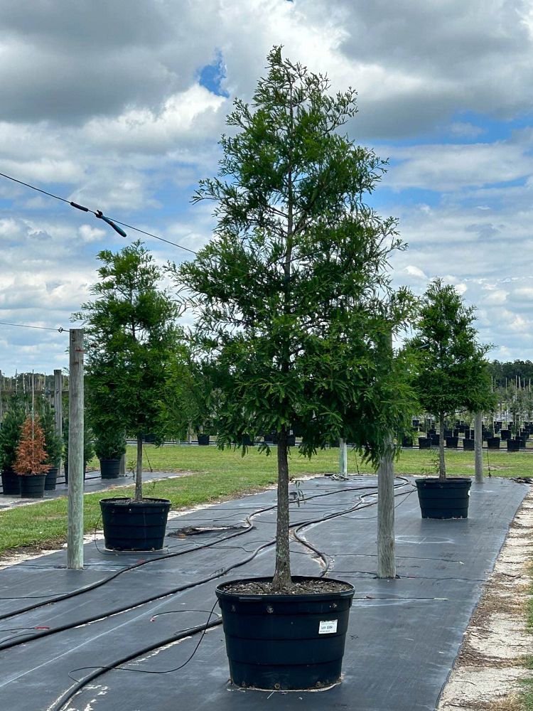 taxodium-distichum-bald-cypress