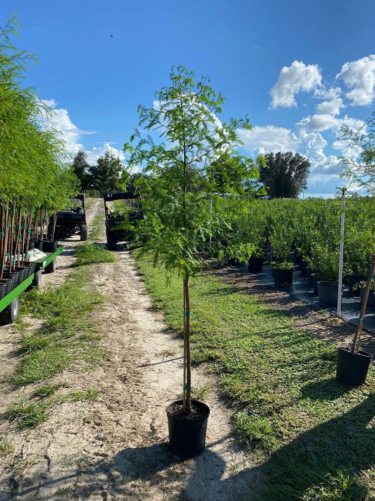 taxodium-distichum-bald-cypress