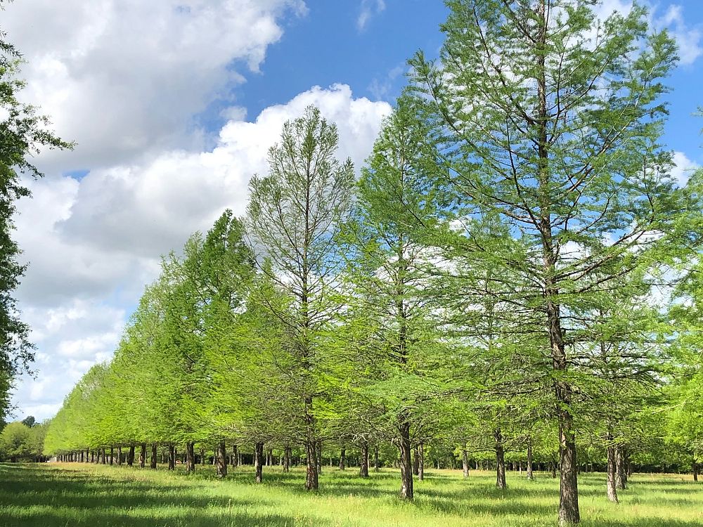 taxodium-distichum-bald-cypress