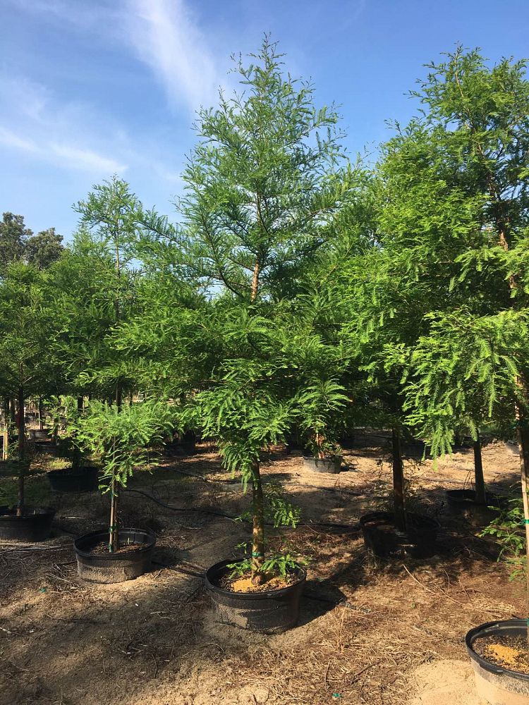 taxodium-distichum-bald-cypress