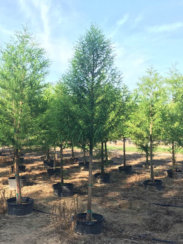 taxodium-distichum-bald-cypress