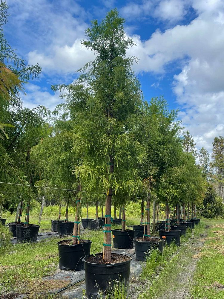 taxodium-distichum-bald-cypress