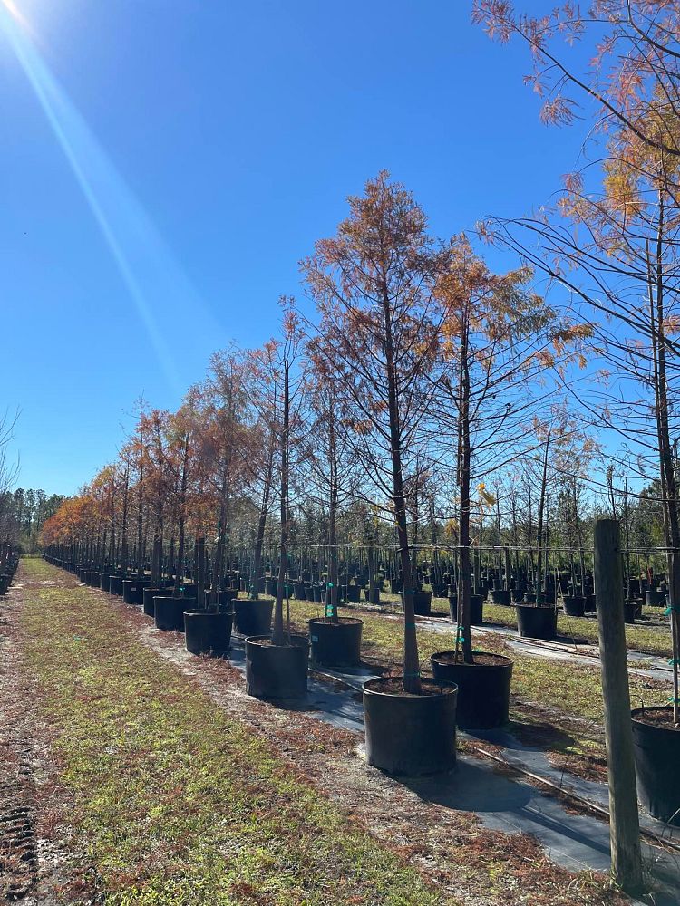 taxodium-distichum-bald-cypress