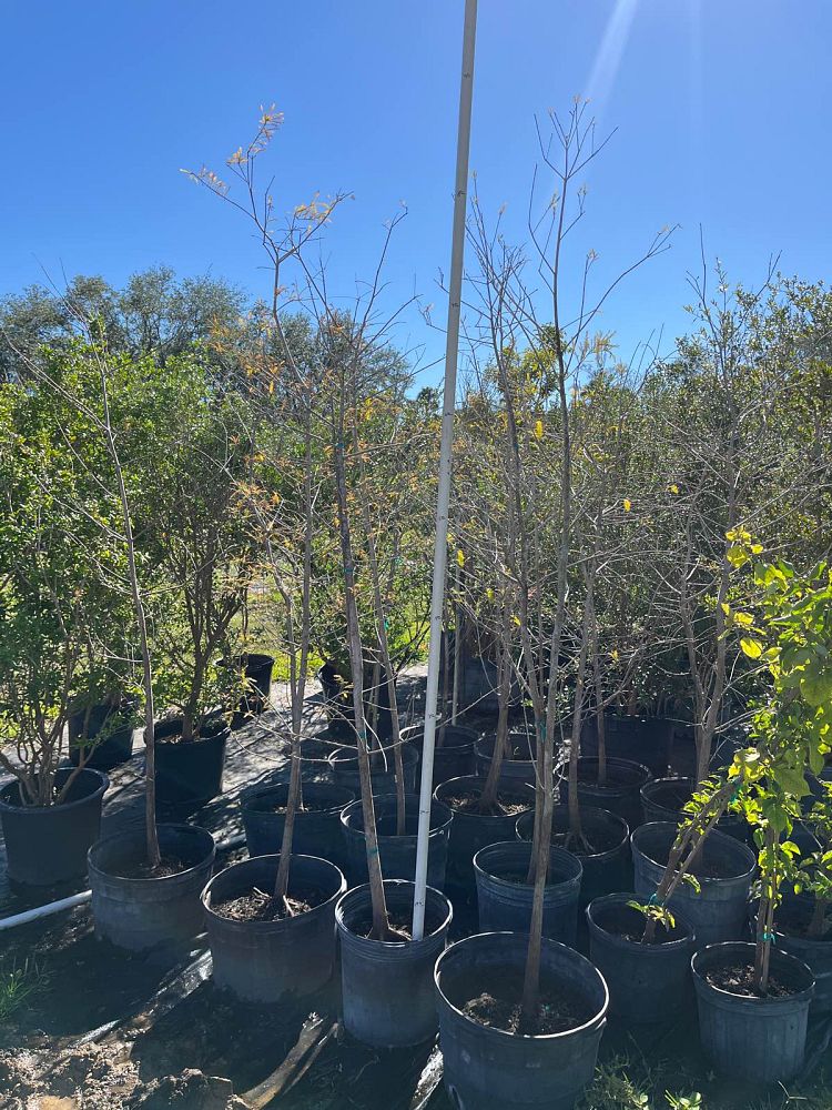 taxodium-distichum-bald-cypress