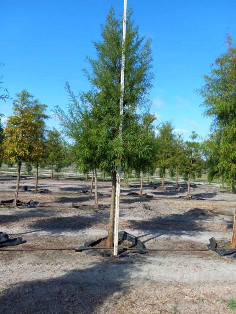 taxodium-distichum-bald-cypress