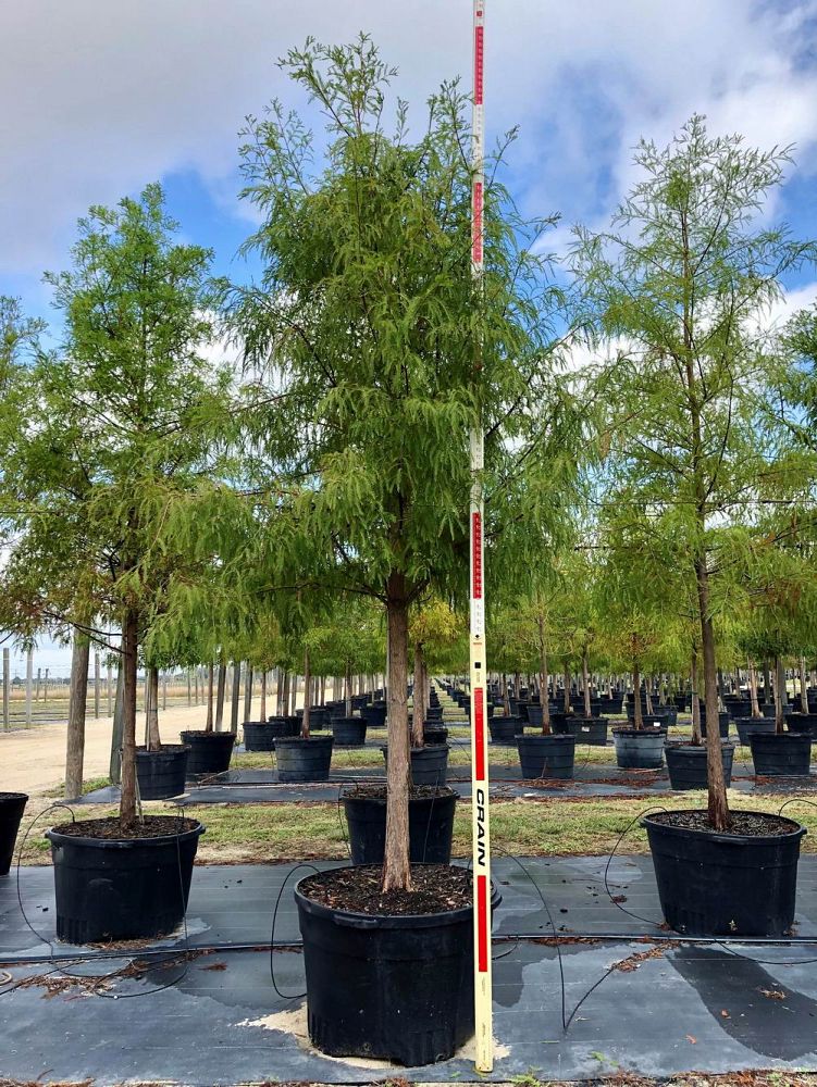 taxodium-distichum-bald-cypress