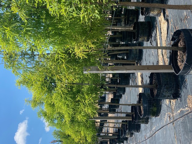 taxodium-distichum-bald-cypress