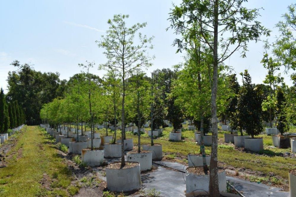 taxodium-distichum-bald-cypress
