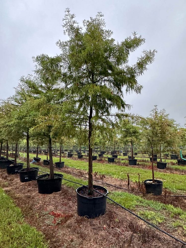 taxodium-distichum-bald-cypress