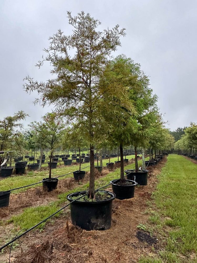 taxodium-distichum-bald-cypress