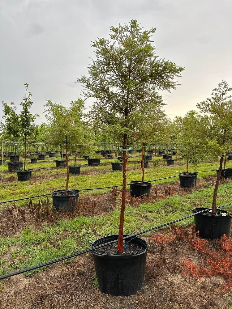 taxodium-distichum-bald-cypress