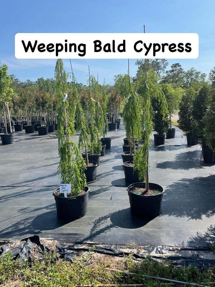 taxodium-distichum-bald-cypress