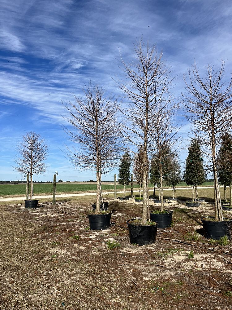 taxodium-distichum-bald-cypress