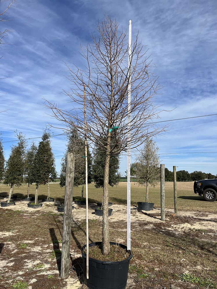 taxodium-distichum-bald-cypress