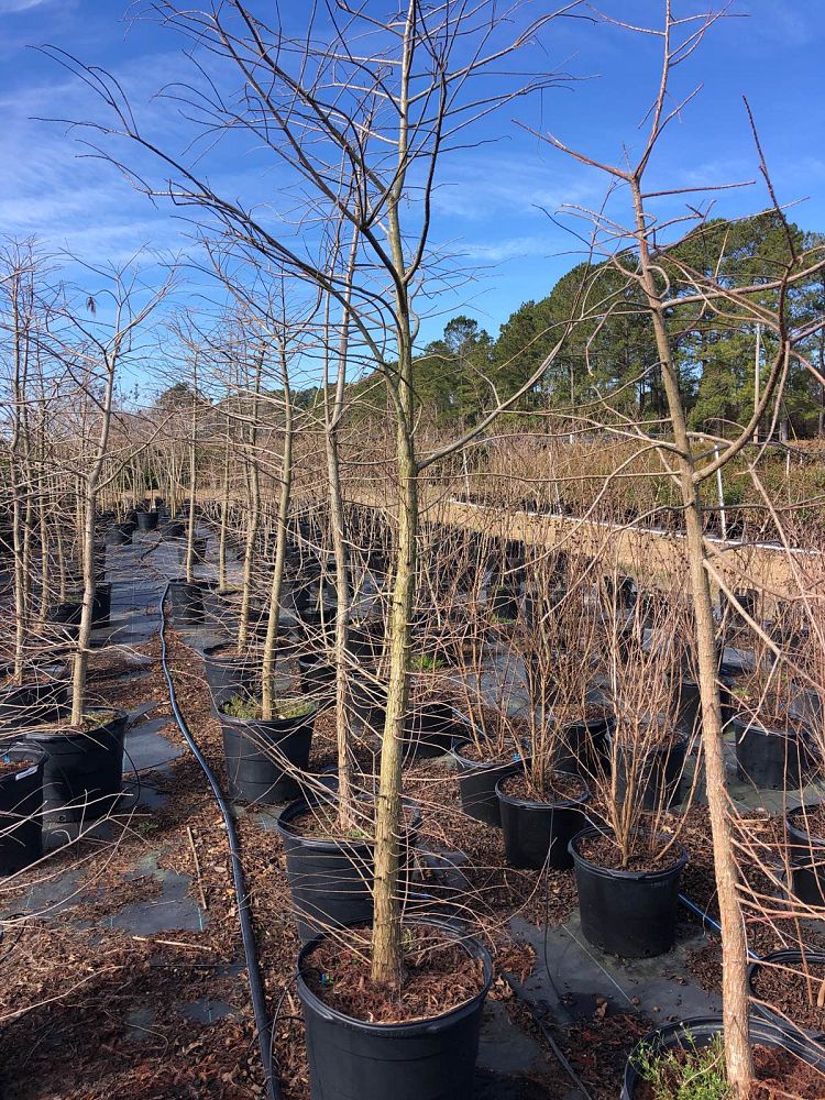 taxodium-distichum-bald-cypress