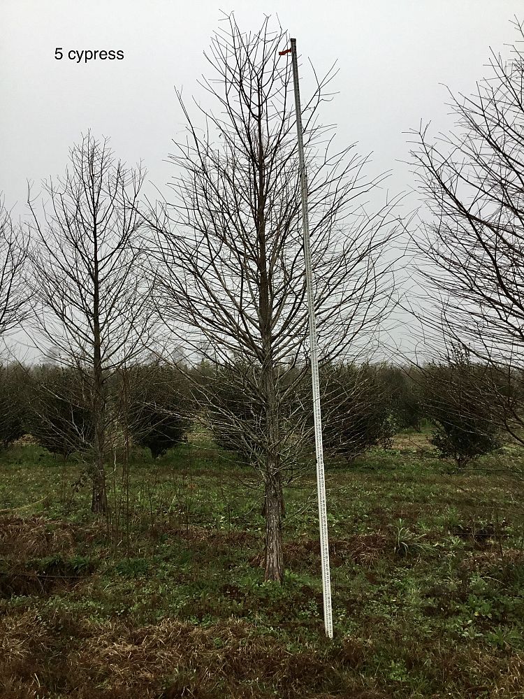taxodium-distichum-bald-cypress