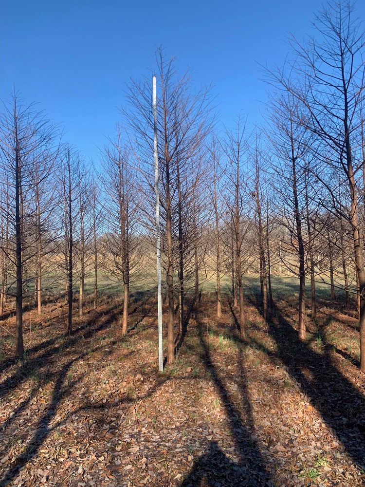 taxodium-distichum-bald-cypress
