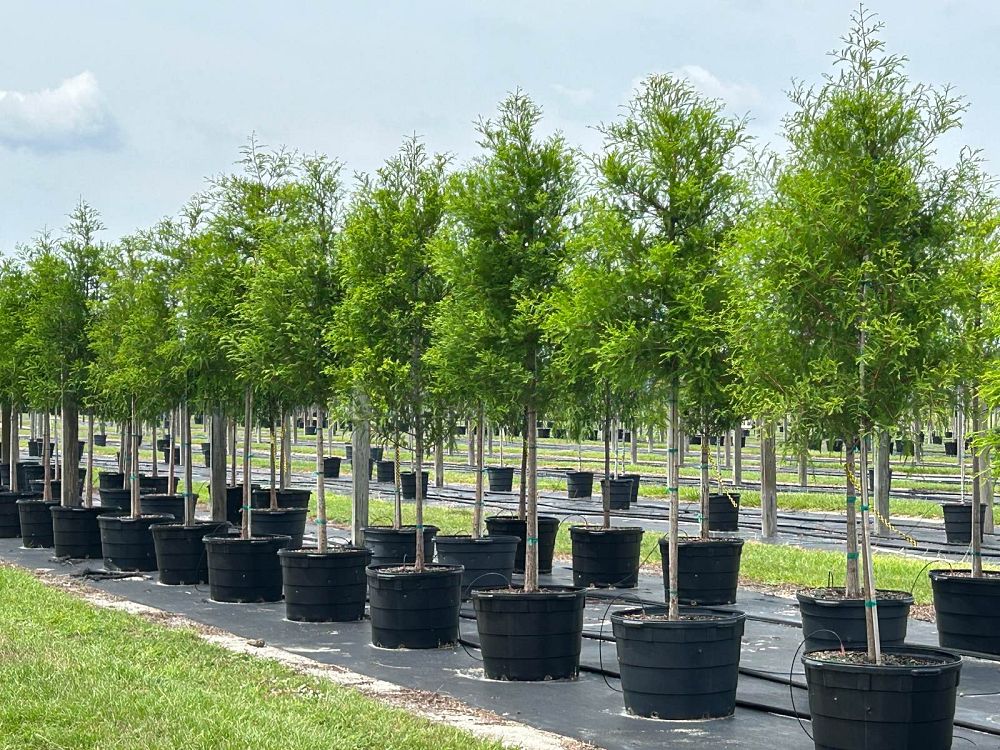 taxodium-distichum-bald-cypress