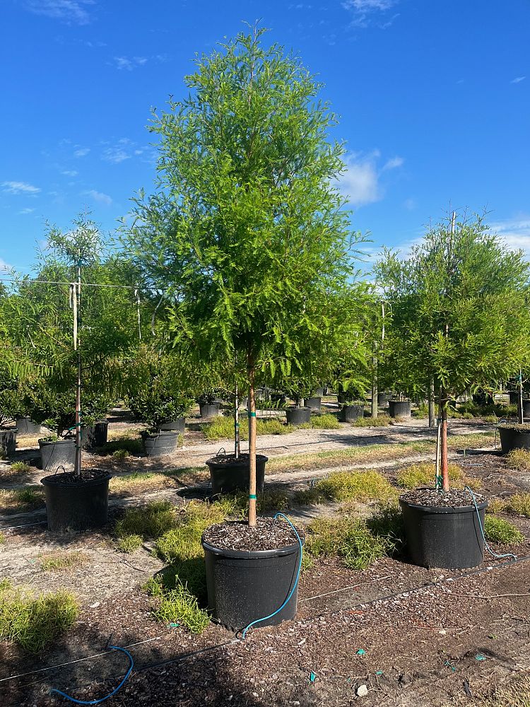 taxodium-distichum-bald-cypress