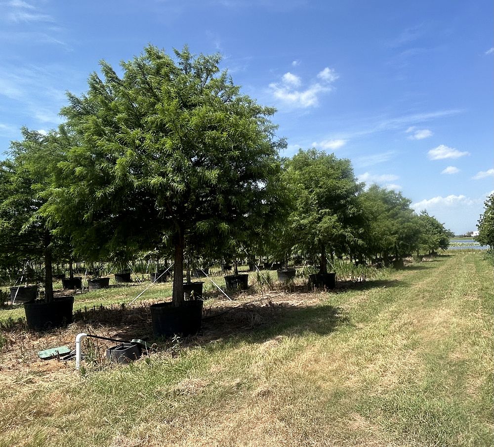 taxodium-distichum-bald-cypress