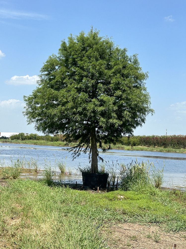 taxodium-distichum-bald-cypress