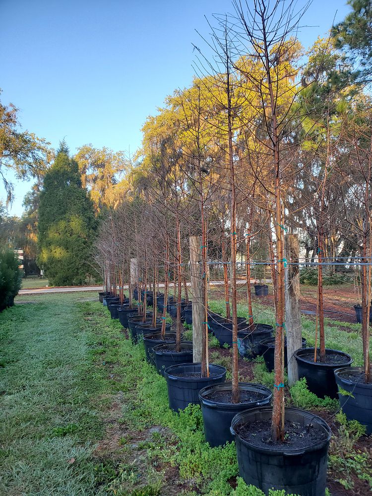 taxodium-distichum-bald-cypress