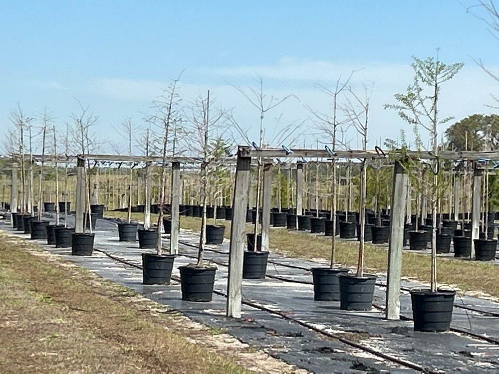taxodium-distichum-bald-cypress