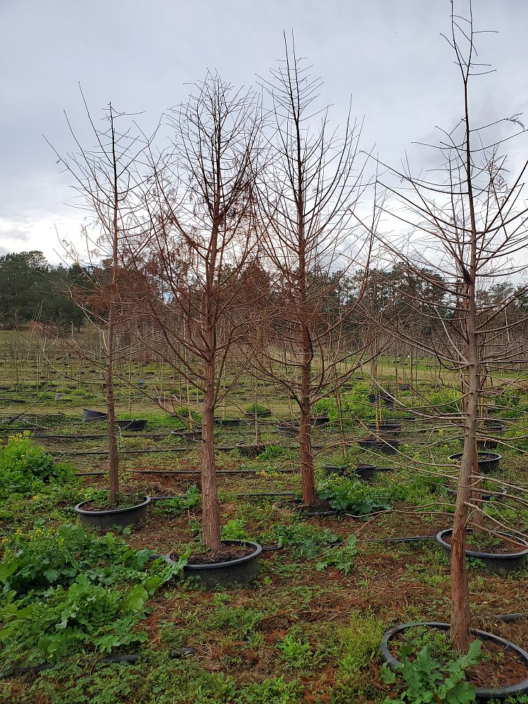 taxodium-distichum-bald-cypress