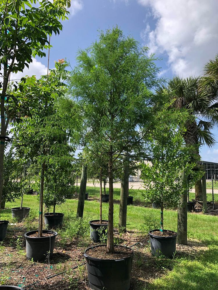 taxodium-distichum-bald-cypress
