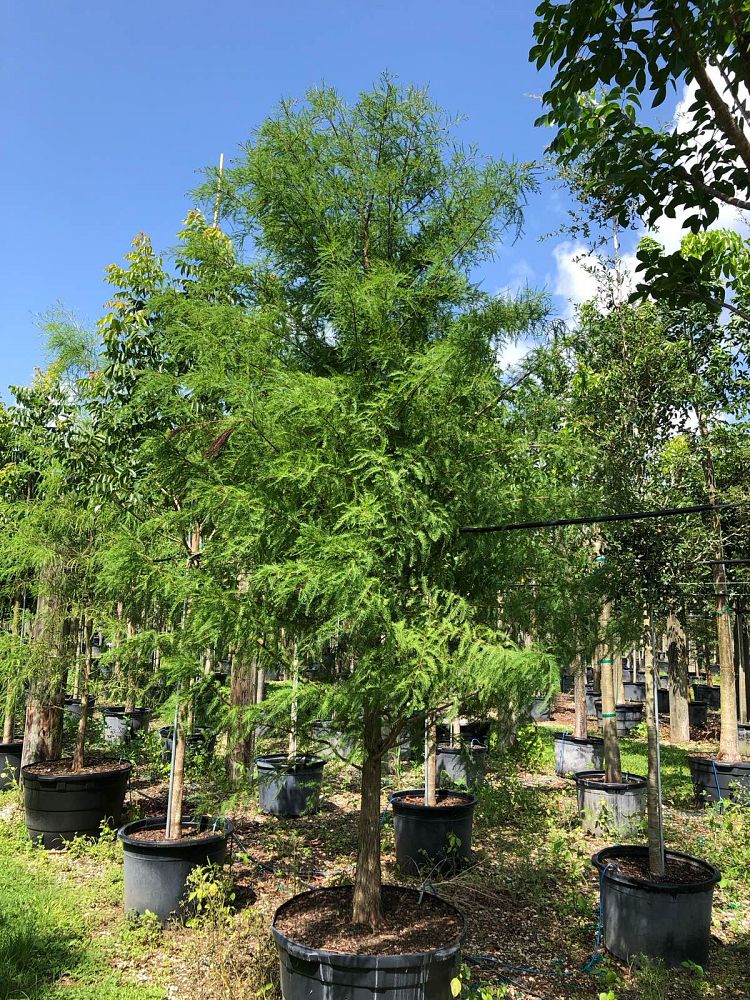 taxodium-distichum-bald-cypress