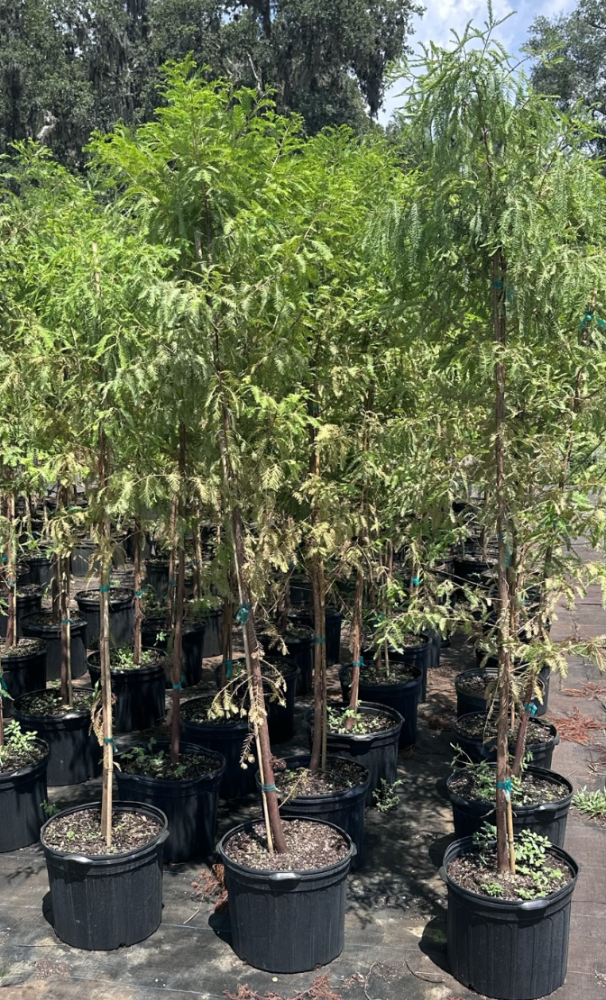 taxodium-distichum-bald-cypress