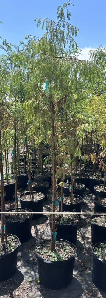 taxodium-distichum-bald-cypress